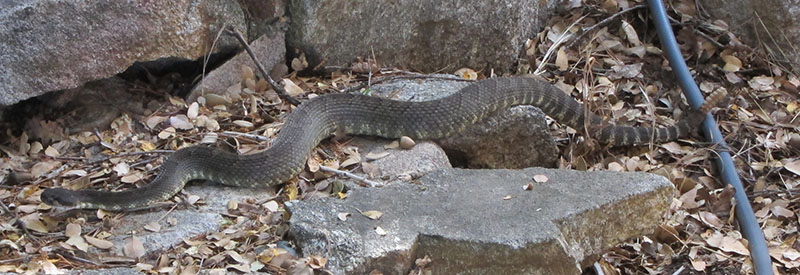 rattlesnake 1